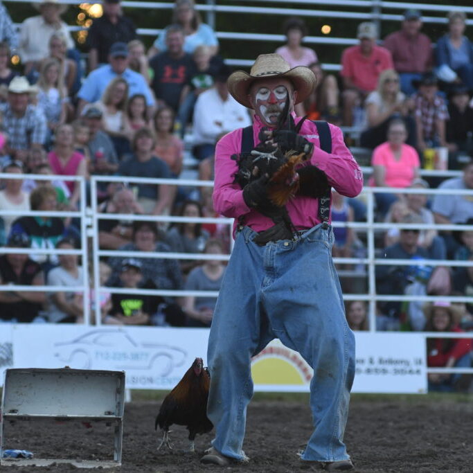 Scott Cameron and his show chickens perform doing a rodeo_photo by Gretchen Kirchmann